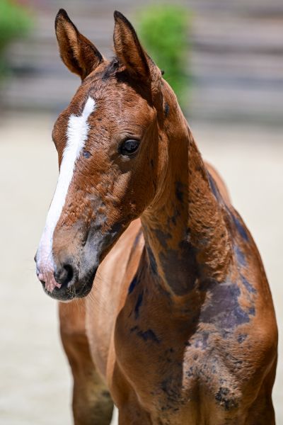 COOL STAR Z — Stallion · 0y