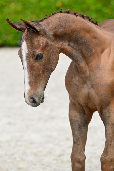 Enzo Jeba Z 1